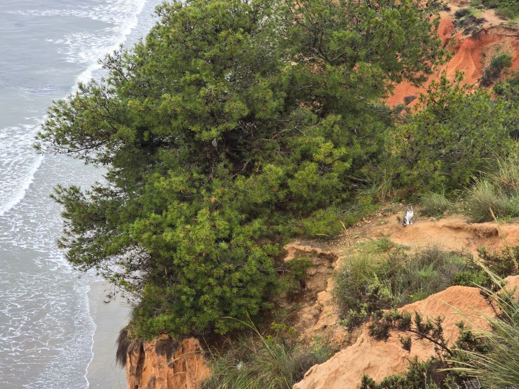 Gato en los acantilados de Orihuela Costa
